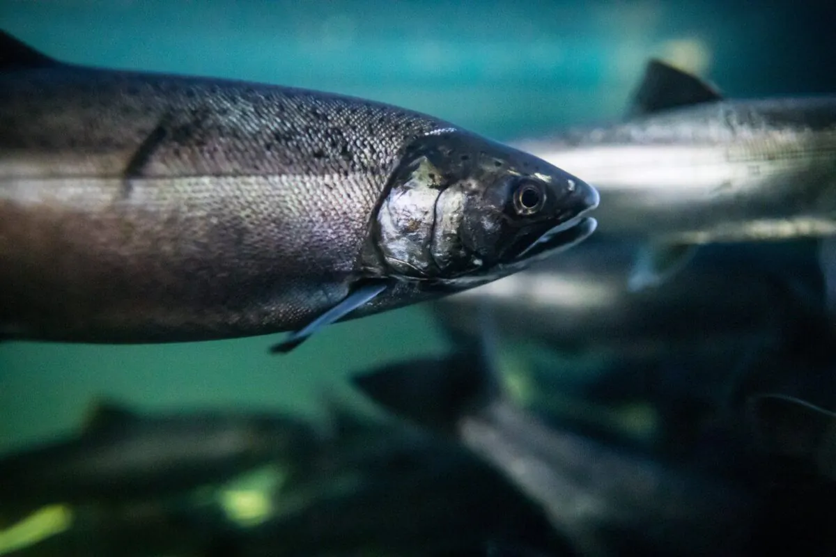 Coho salmon swim at the Fisheries and Oceans Canada Capilano River Hatchery in North Vancouver on July 5, 2019. (The Canadian Press/Darryl Dyck)
