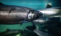Fish Banned From Forced Swimming: NSW to Outlaw ‘Cruel Experiments’ on Animals
