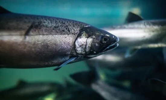 Fish Banned From Forced Swimming: NSW to Outlaw ‘Cruel Experiments’ on Animals
