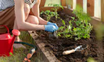 Want a Healthy, Bountiful Garden? Start With the Soil