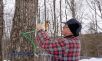 The Magic of Maple