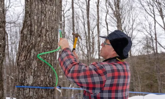 The Magic of Maple