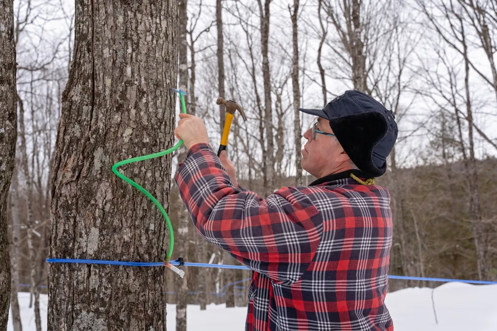 Farmers tap the trees with metal spigots that allow the sap to drip into covered buckets or, in the case of large-scale producers, into tubes connected to holding tanks. (Luce Morin/Shutterstock)