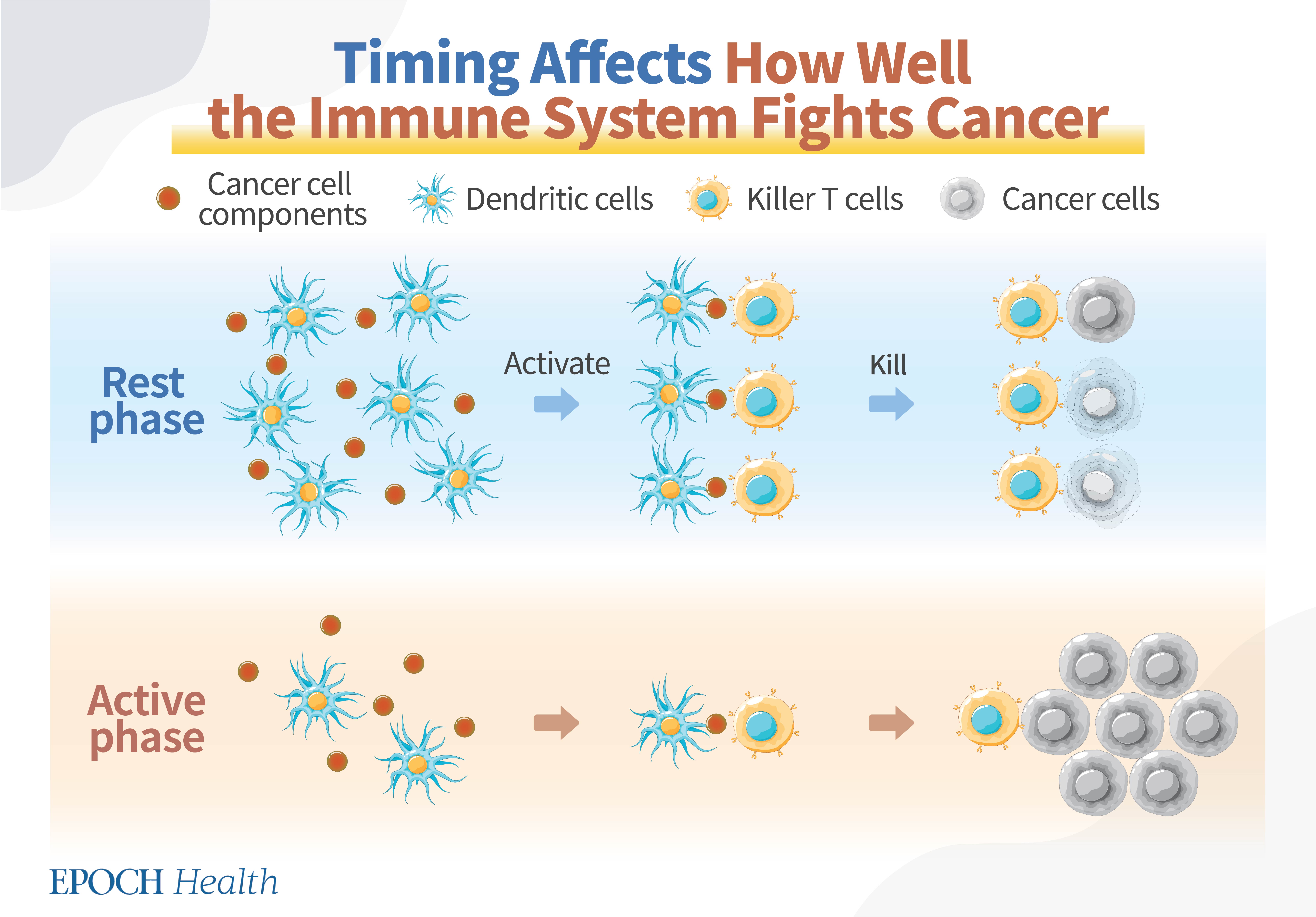 The effectiveness of the immune system in clearing cancer cells varies depending on the timing of the treatment. (The Epoch Times)