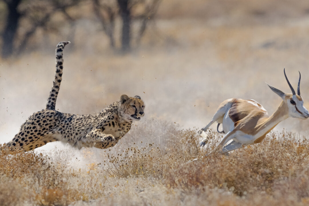 (Elana Erasmus/Shutterstock)