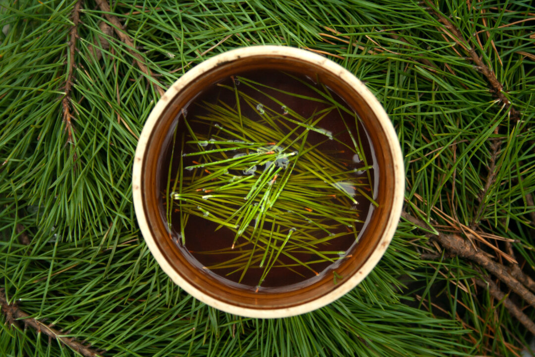 Pine needles and tea from pine needles have garnered a tremendous amount of attention from scientists, doctors, and those within the health and wellness fields, due to the many different compounds found naturally within certain species.(Qvils/Shutterstock)