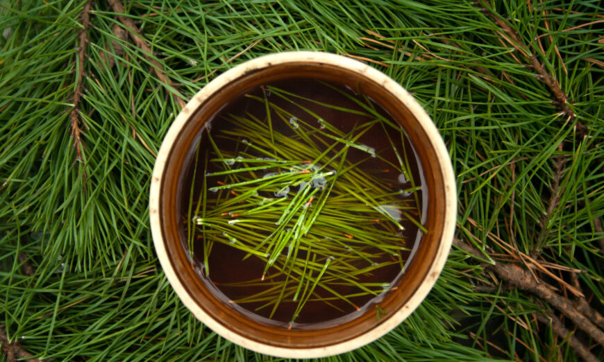 Pine needles and tea from pine needles have garnered a tremendous amount of attention from scientists, doctors, and those within the health and wellness fields, due to the many different compounds found naturally within certain species.(Qvils/Shutterstock)