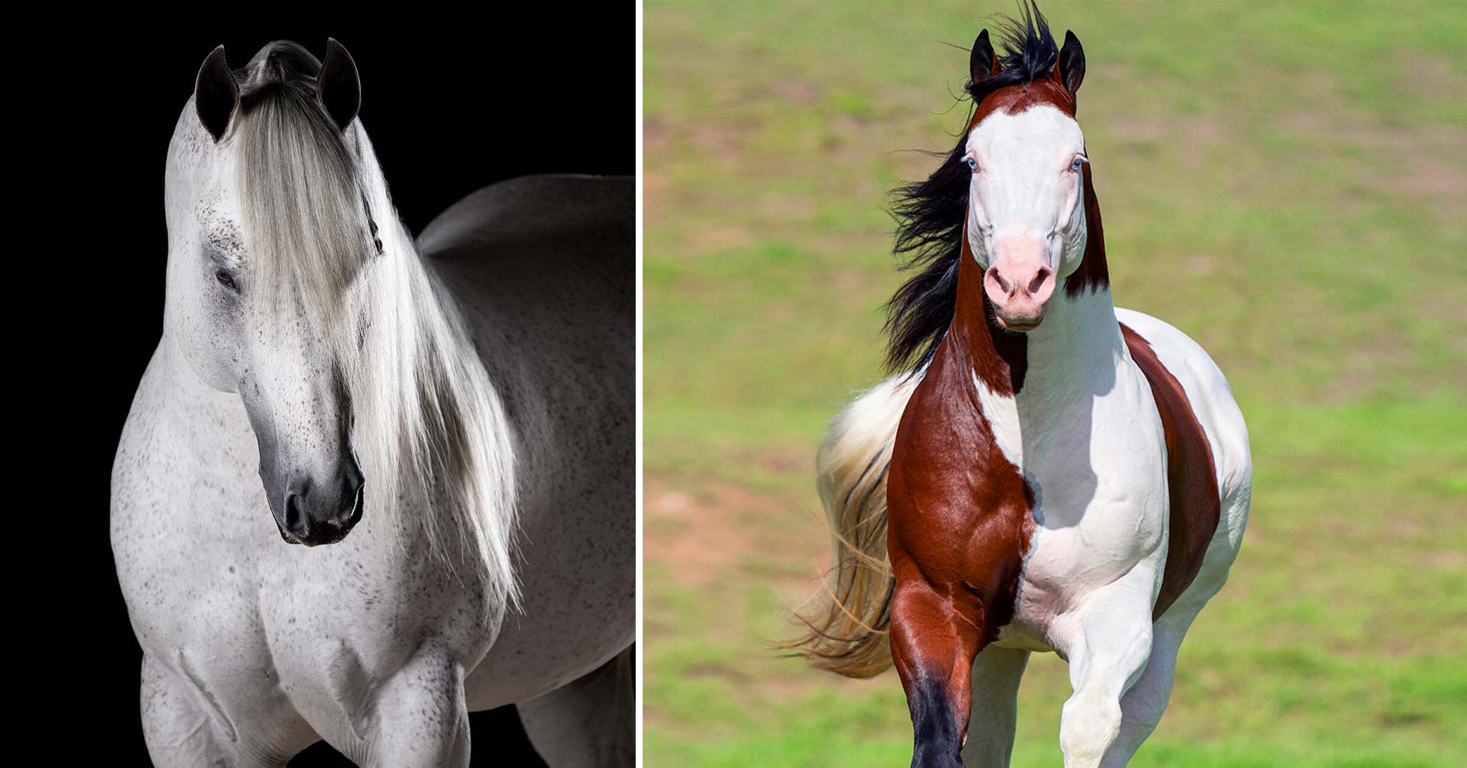 NextImg:Man turns his love of horses into majestic art, shares breathtaking photos with the world