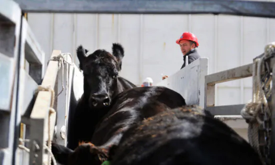 Federal Government Corrects the Record on Livestock mRNA Vaccines
