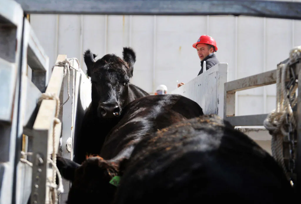 This photo taken on April 15, 2018, shows workers transferring beef cattles imported from Australia at a port in Qingdao, east China's Shandong province. (AFP via Getty Images)