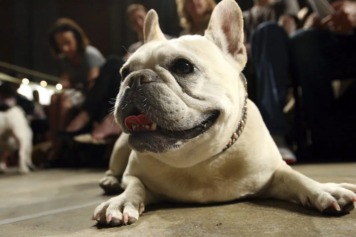A French bulldog lies on the floor in a file image. (Tina Fineberg/AP Photo)