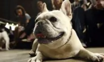 Puppies Valued at About $100,000 Stolen From Gardena Pet Shop