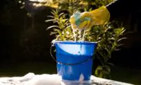 5 Extreme Lawn, Patio and Garden Cost-Cutters