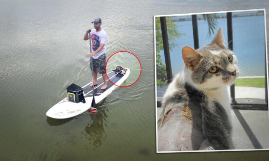 Blind Cat Spotted Drowning Is Rescued by Neighbors, Maps Out New Forever Home by Feel, Sound