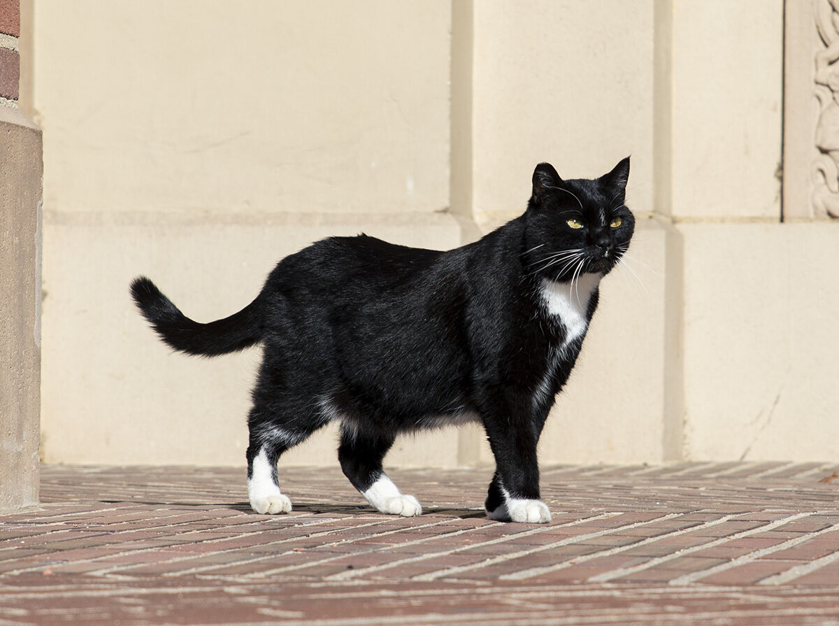 NextImg:UCLA Community Mourns Death of University’s Unofficial Mascot ‘Powell Cat’