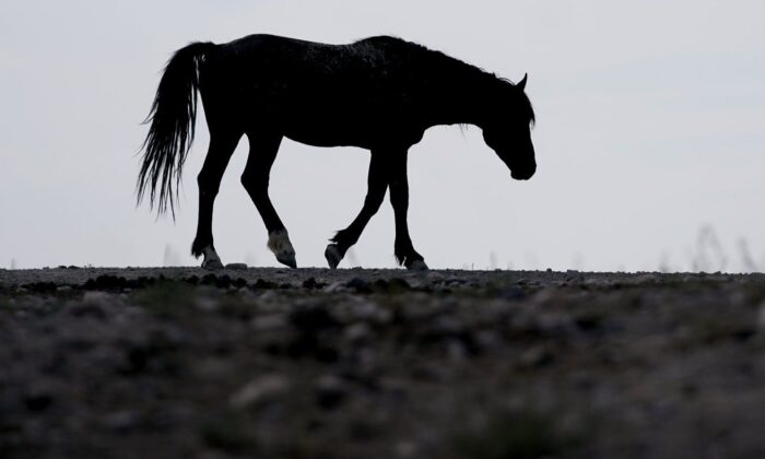 A wild horse walks to a watering trough on July 8, 2021, near U.S. Army Dugway Proving Ground, Utah. (The Canadian Press/AP, Rick Bowmer)
