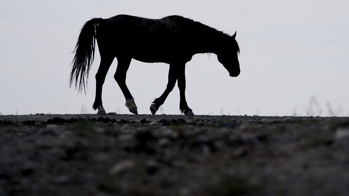 17 Wild Horses Shot Dead Near Kamloops, BC, in 'Disheartening' Act: RCMP - Vimarsana News