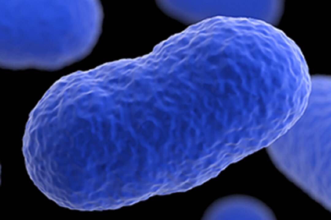Listeria monocytogenes. (Courtesy of U.S. Centers for Disease Control and Prevention)
