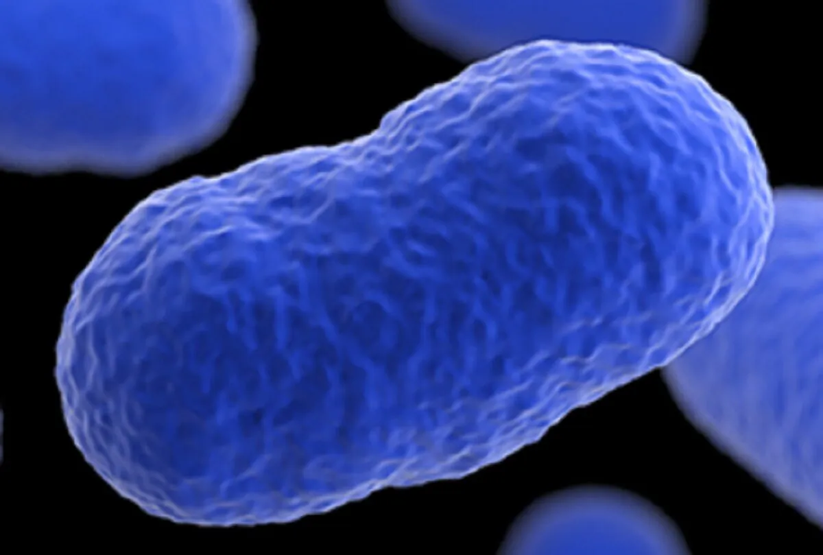 Listeria Monocytogenes. (Courtesy of U.S. Centers for Disease Control and Prevention)