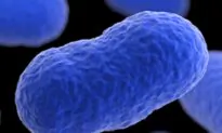 Listeria Outbreak Kills Three in Washington State, Local Health Authorities Say