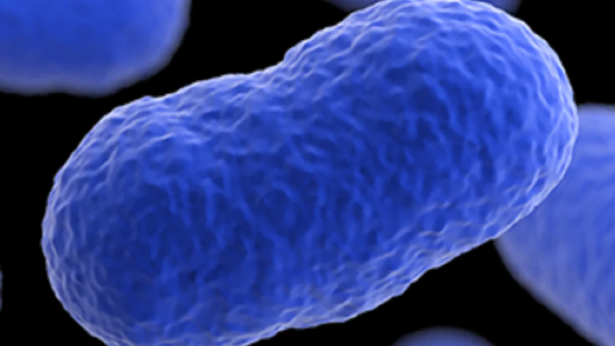 Listeria monocytogenes. (Courtesy of U.S. Centers for Disease Control and Prevention)