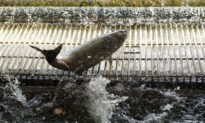 California, Oregon Ban Salmon Fishing for 2023 Amid Dwindling Fish Population