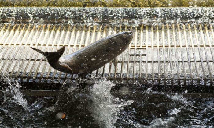 Chinook Salmon enter a tank before they are tagged at the California Department of Fish and Wildlife's Feather River Hatchery after climbing a fish ladder just below the Lake Oroville dam during the California drought emergency in Oroville, Calif., on May 27, 2021. (Patrick T. Fallon/AFP via Getty Images)