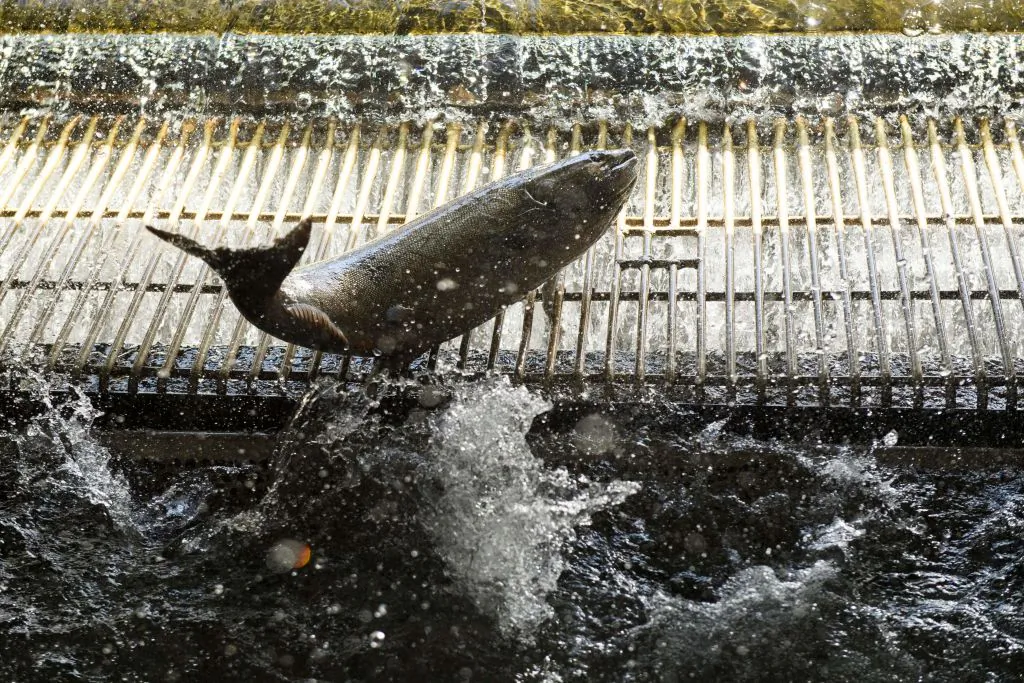 Chinook Salmon enter a tank before they are tagged at the California Department of Fish and Wildlife's Feather River Hatchery after climbing a fish ladder just below the Lake Oroville dam during the California drought emergency in Oroville, Calif., on May 27, 2021. (Patrick T. Fallon/AFP via Getty Images)