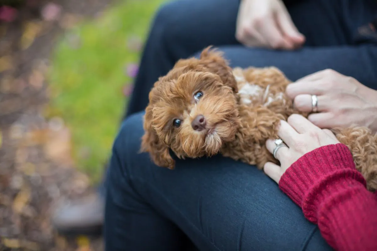 A lump on your puppy's belly button may be an umbilical hernia. (Tara Lynn and Co/Shutterstock)