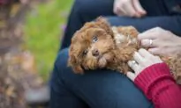 Puppy’s Hernia Needs Surgical Repair