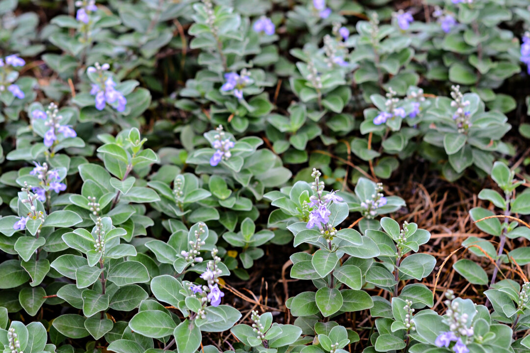 Scutellaria barbata in a wildflower roadside park. (Liu Yu Shan/Shutterstock)