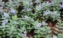 Can This Medical Herb Help Fight Tumors?