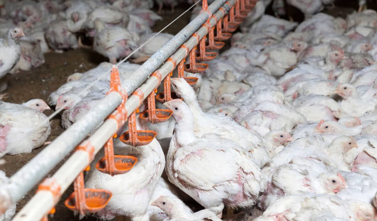 NextImg:Why Are the Chickens So Sick?