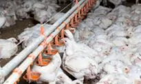 Why Are the Chickens So Sick?