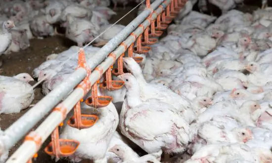 Why Are the Chickens So Sick?