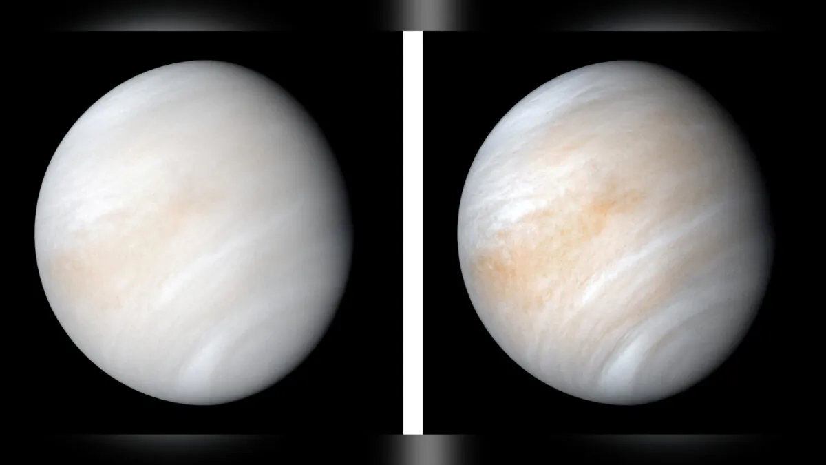 As it sped away from Venus, NASA's Mariner 10 spacecraft captured this seemingly peaceful view of the planet, nearly the size of Earth, wrapped in a dense, global cloud layer, on Feb. 7, 1974. (JPL-Caltech via Reuters)