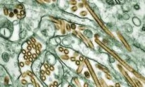 Toronto Zoo Closes Aviaries After Bird Flu Case Detected at Southern Ontario Farm