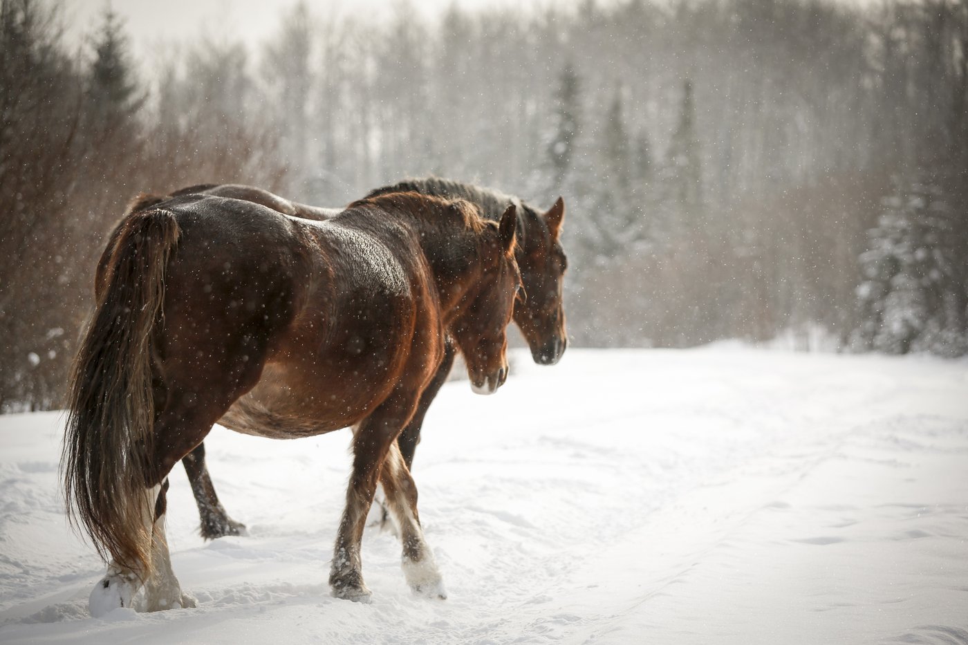 Researcher Calls for More Wild Horse Protections After 17 Shot Dead in Rural BC - Vimarsana News