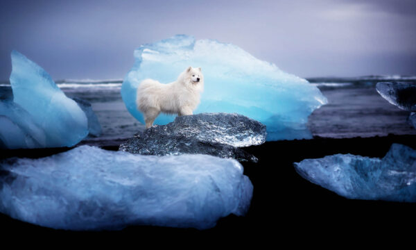 PHOTOS: Canine Photographer Captures Man's Best Friend Amid Majestic Mountain and Ice Scenes