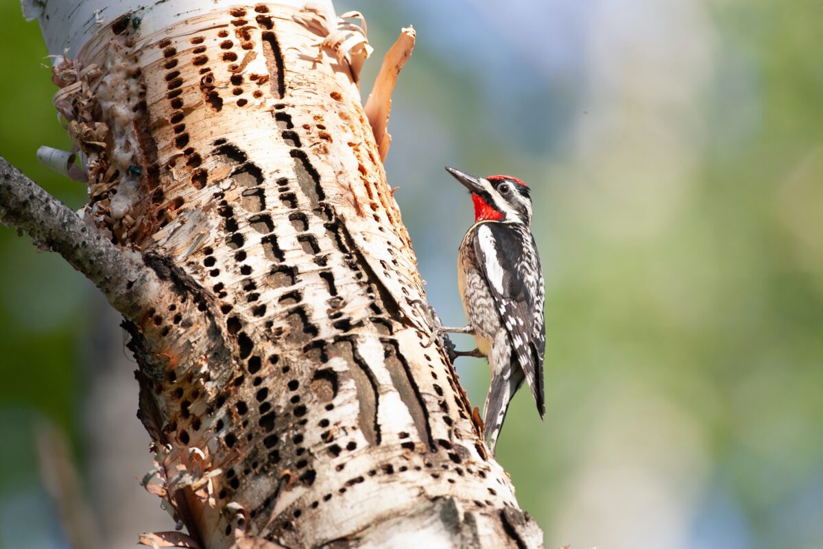 NextImg:Yellow-Bellied Sapsucker
