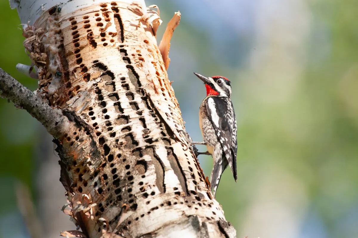 Jeff Rugg talks about what neat birds sapsuckers are, and how to care for trees that have the rows of holes they make. (Dennis W Donohue/Shutterstock)