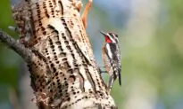 Yellow-Bellied Sapsucker