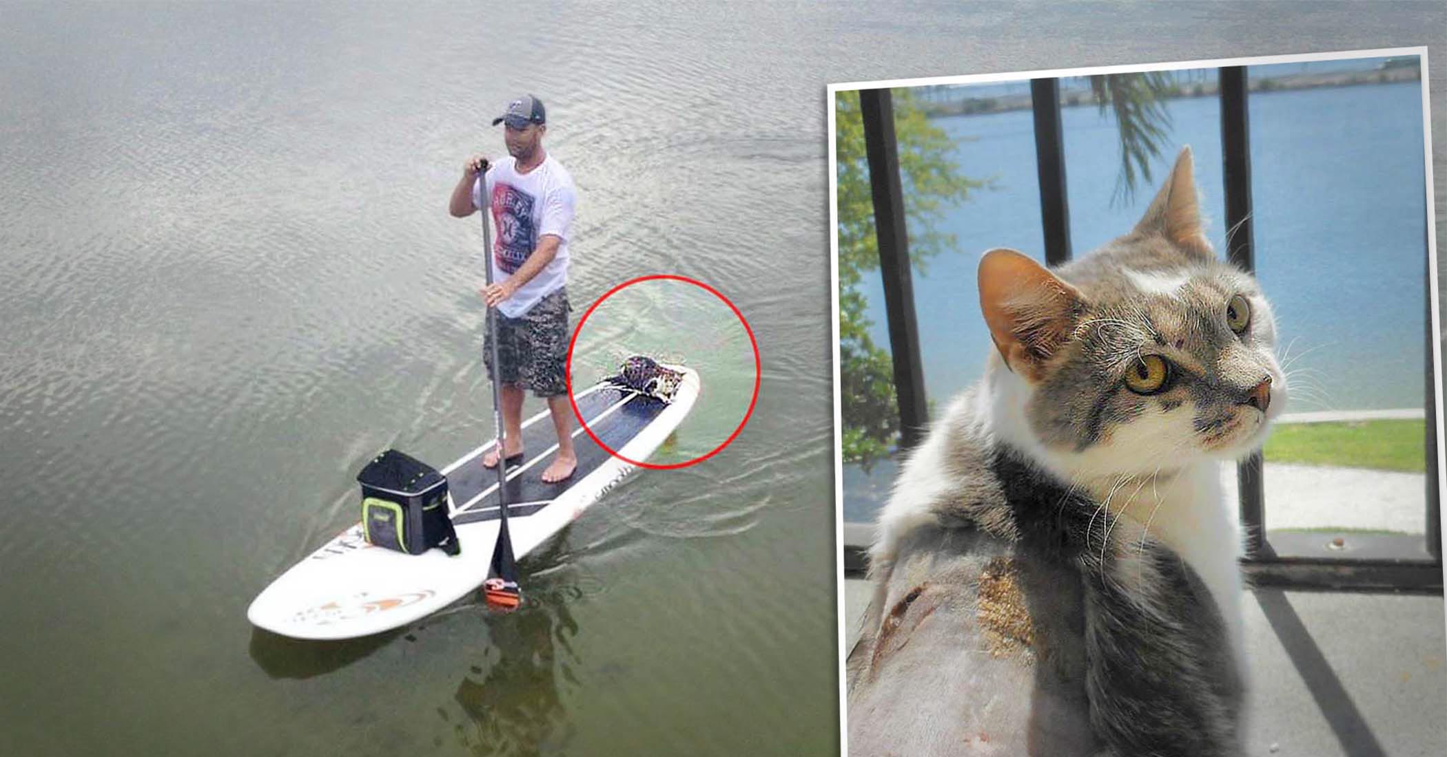 NextImg:Blind cat spotted drowning is rescued by neighbors, maps out new forever home by feel, sound
