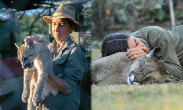 Blind Cougar Who Can't Be Released Into the Wild Learns to Respond to His Caretaker's Voice