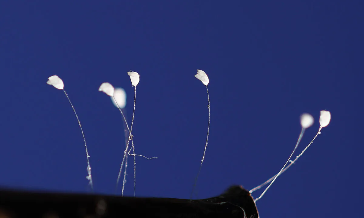 ﻿﻿RARE PHOTOS: ﻿The Mystical Udumbara—‘Celestial Flowers’ or Insect Eggs?