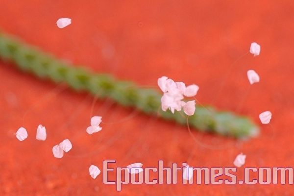 these flowers bloom only about once every two months there bloom period is  about a day long Stock Photo  Alamy