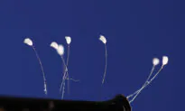 ﻿RARE PHOTOS: ﻿The Mystical Udumbara—‘Celestial Flowers’ or Insect Eggs?
