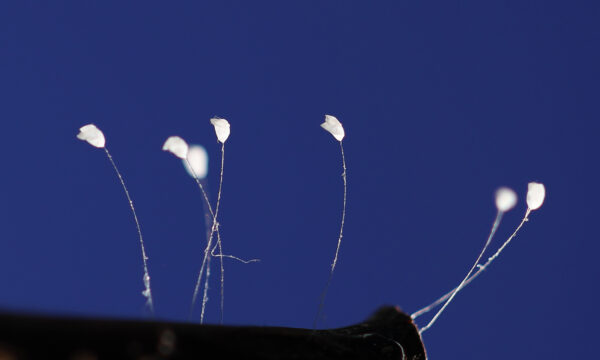 ﻿﻿RARE PHOTOS: ﻿The Mystical Udumbara—‘Celestial Flowers’ or Insect Eggs?