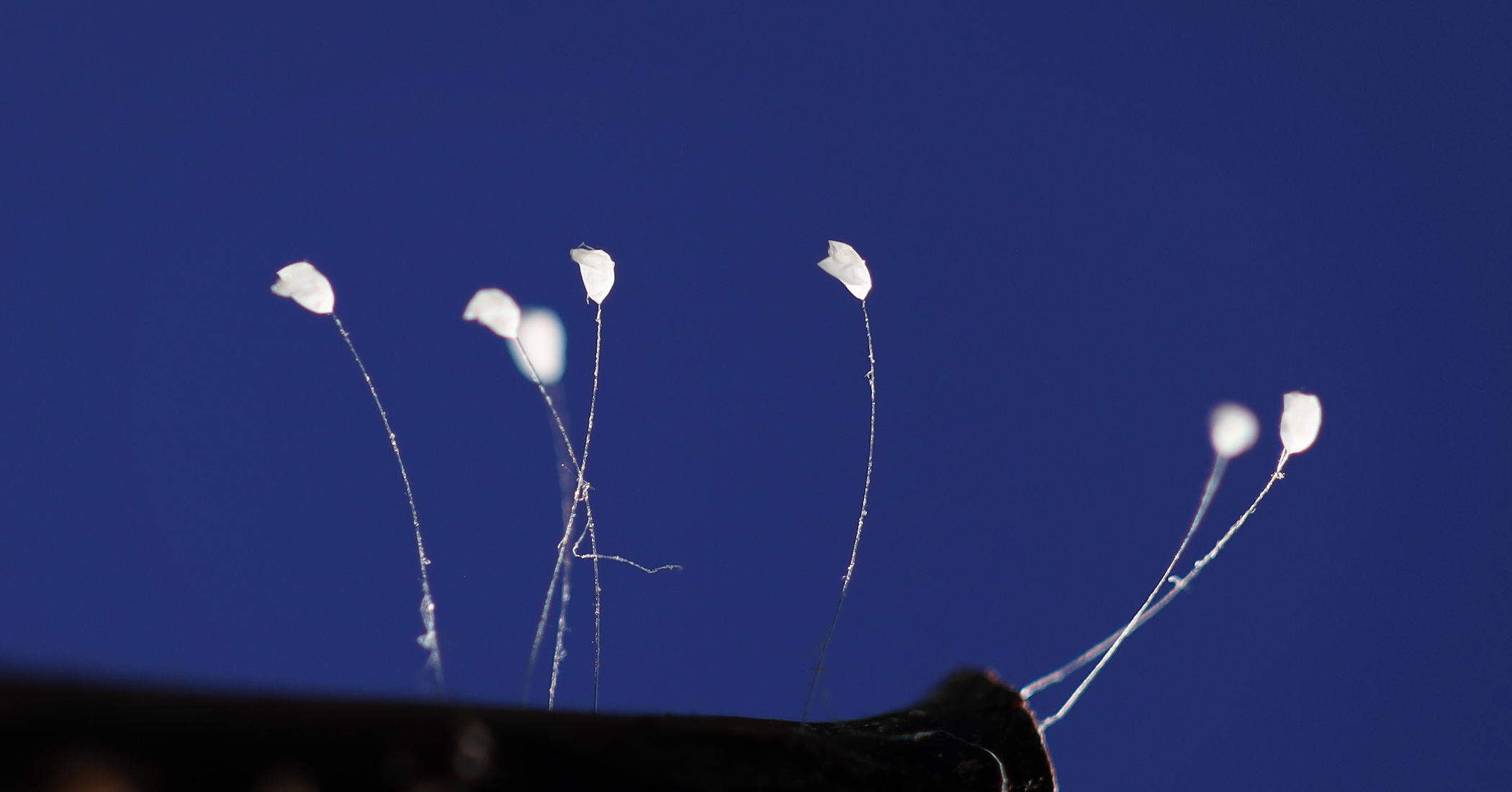 NextImg:RARE PHOTOS: The Mystical Udumbara — ‘Celestial Flowers’ or Insect Eggs?