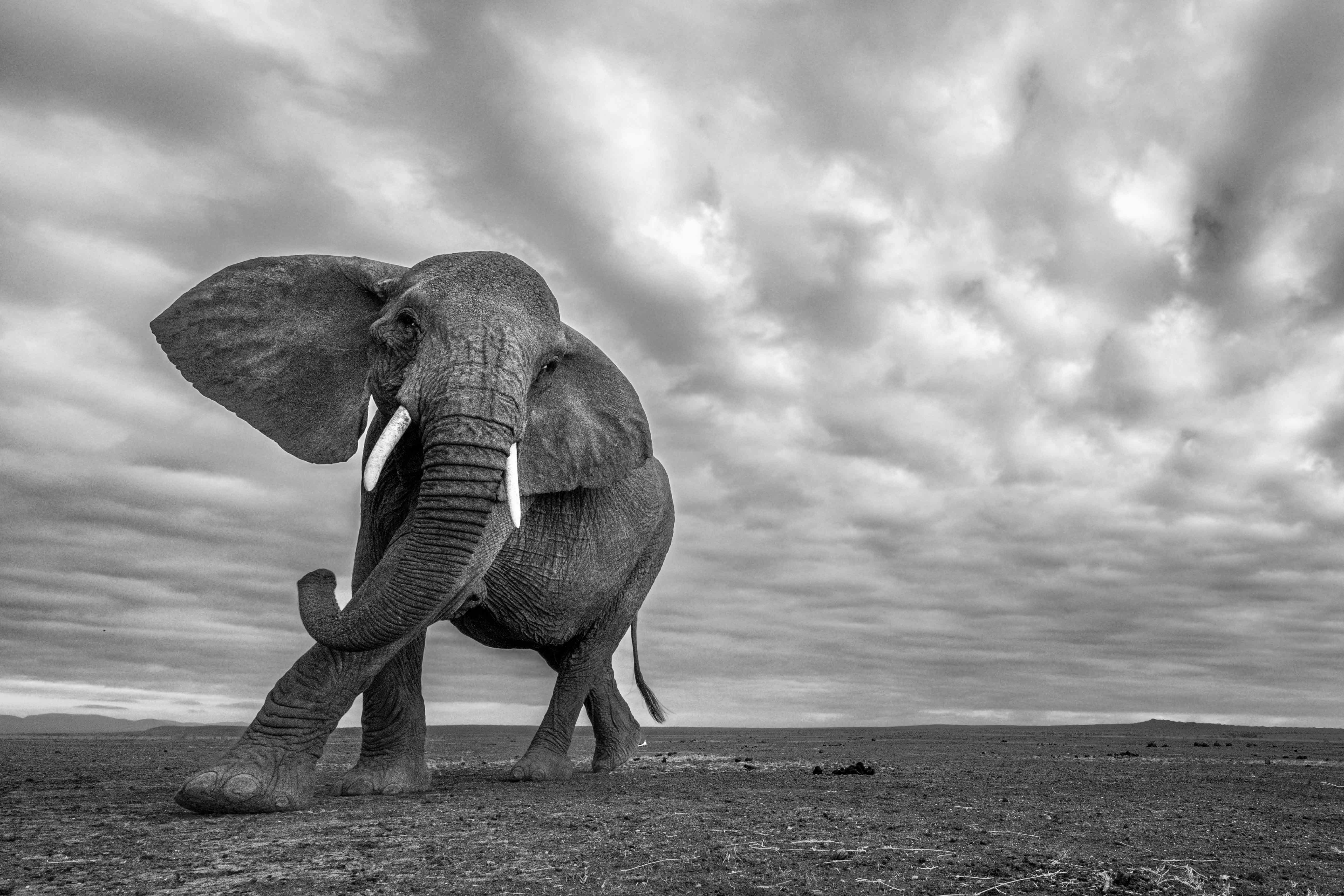 Photographer Risks Camera to Capture Herd of Elephants Up Close—And ...